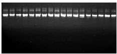 5 ×TBE Buffer(DNA电泳专用)