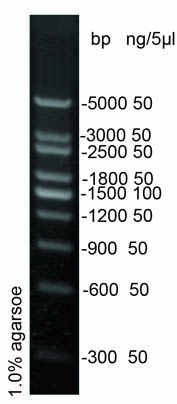 300bp DNA Ladder Marker(300～5000bp)