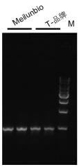 2x Pfu PCR Master Mix (no dye)