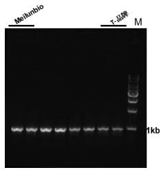 2x Pfu PCR Master Mix (dye plus)