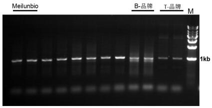 2x Pfu PCR Master Mix (dye plus)