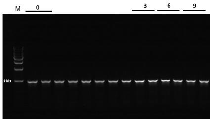 2x Pfu PCR Master Mix (dye plus)