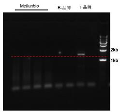 2x Pfu PCR Master Mix (dye plus)