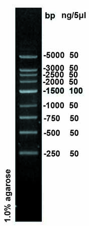 250bp DNA Ladder Marker(250～5000bp)