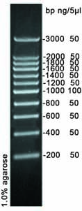 200bp DNA Ladder Marker(200～3000bp)