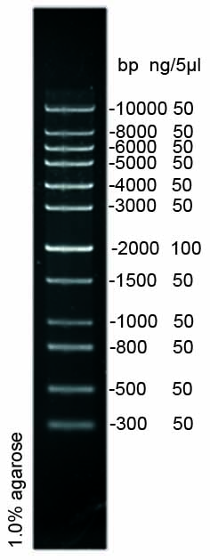 1kb Plus DNA Ladder Marker(300～10000bp)