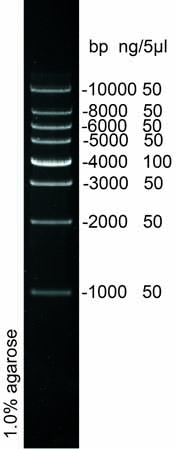 1kb DNA Ladder Marker(1000～10000bp)