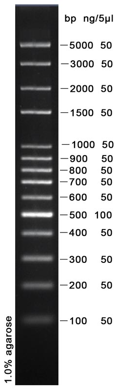 100bp Plus DNA Ladder Marker(100～5000bp)