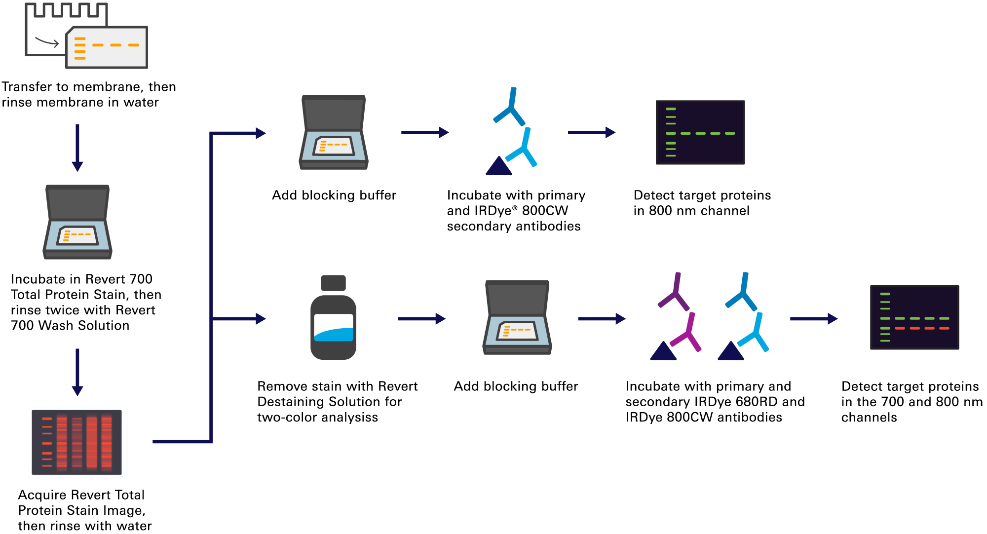 Revert&trade; Total Protein Stains for Western Blot Normalization