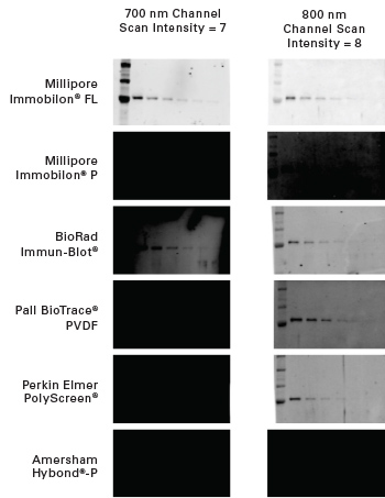 Western Blot Membranes and Membrane Kits