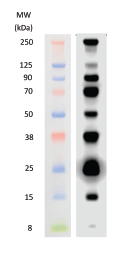 WesternSure® Pre-stained Chemiluminescent Protein Ladder