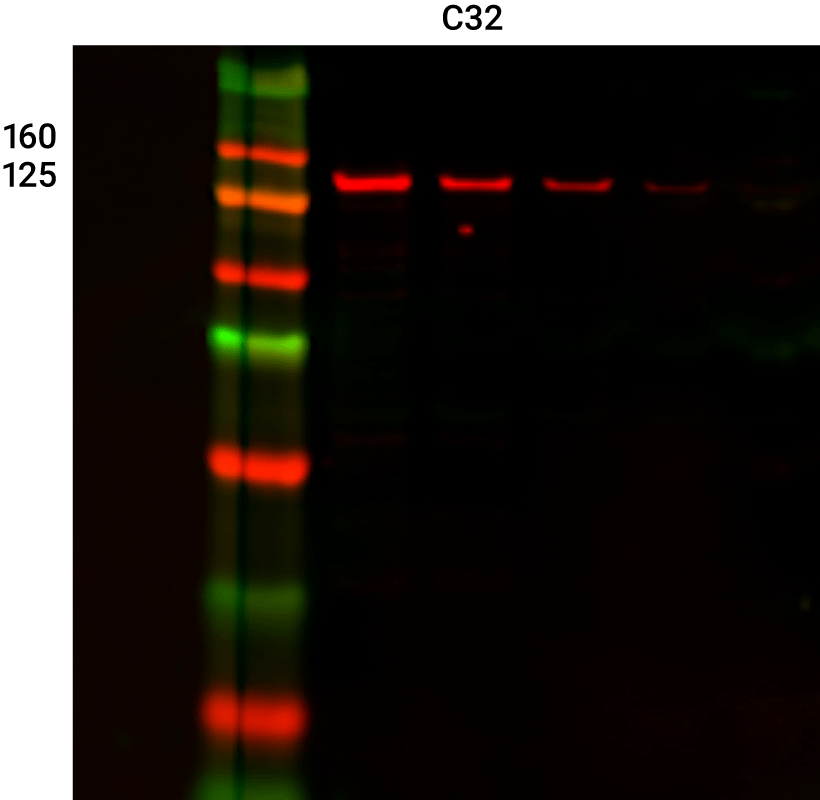 Vinculin Rabbit Monoclonal Antibody for Normalization