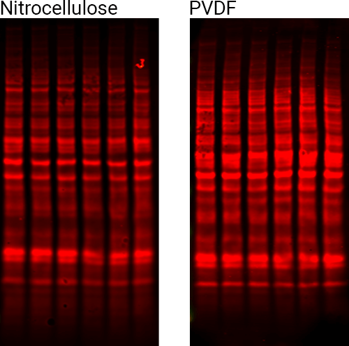 Revert™ 700 Total Protein Stain for Western Blot Normalization