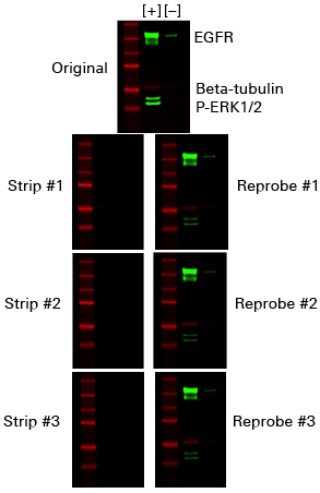 NewBlot™ IR Stripping Buffers for NIR Western Blots