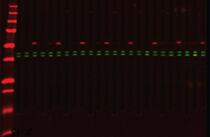 MPX™ Blotting System for Multiple-Target Western Blots