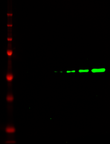 IRDye&reg; 680LT Goat anti-Rat IgG Secondary Antibody