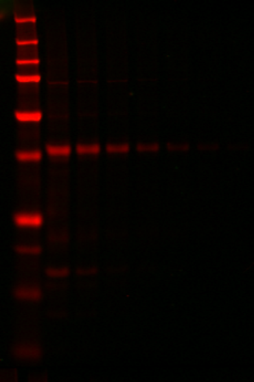 IRDye&reg; 680LT Goat anti-Rabbit IgG Secondary Antibody