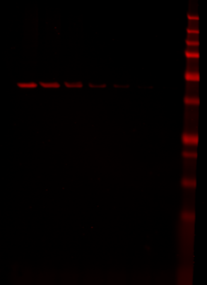 IRDye&reg; 680LT Donkey anti-Mouse IgG Secondary Antibody