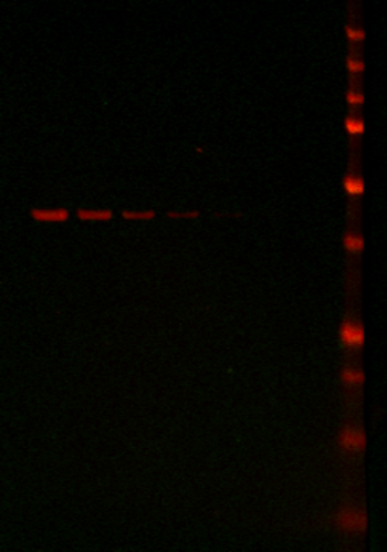 IRDye&reg; 680LT Donkey anti-Goat IgG Secondary Antibody