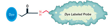 IRDye® 800CW NHS Ester