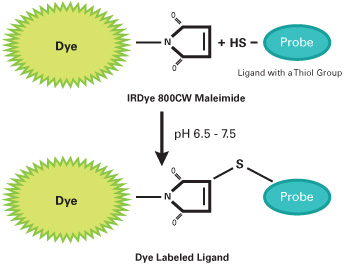 IRDye® 800CW Maleimide