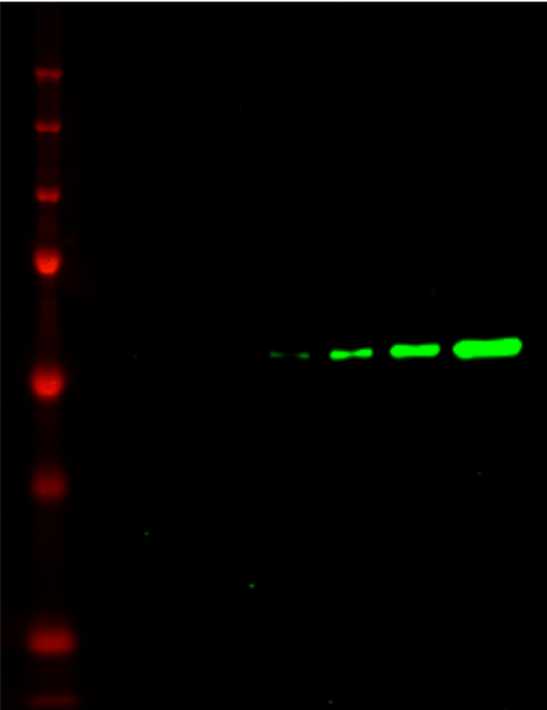 IRDye® 800CW Goat anti-Rat IgG Secondary Antibody