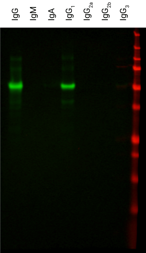 IRDye® 800CW Goat anti-Mouse IgG1-Specific Secondary Antibody