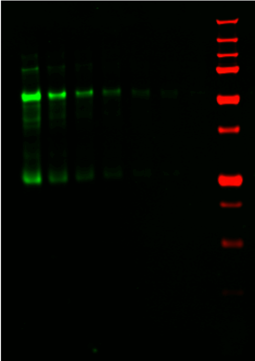 IRDye® 800CW Goat anti-Human IgG Secondary Antibody