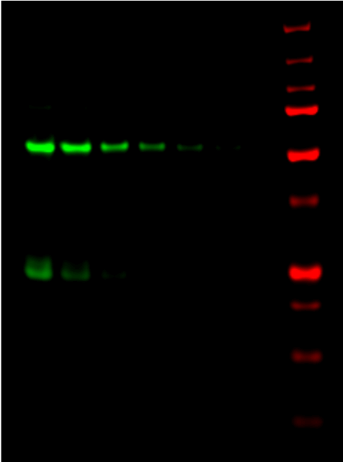 IRDye® 800CW Donkey anti-Guinea Pig IgG Secondary Antibody