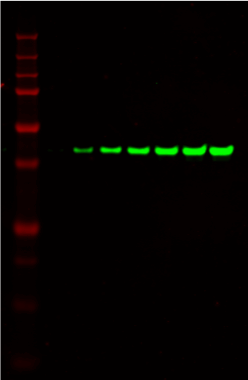 IRDye® 800CW Donkey anti-Chicken Secondary Antibody