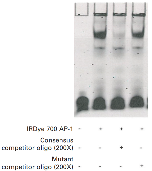 IRDye® 700 AP-1 Consensus Oligonucleotide