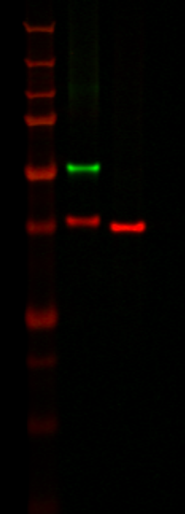 IRDye® 680LT Goat anti-Mouse IgG1-Specific Secondary Antibody