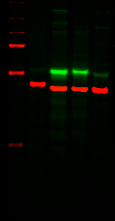 IRDye® 680LT Goat anti-Mouse  IgG2b-Specific  Secondary Antibody