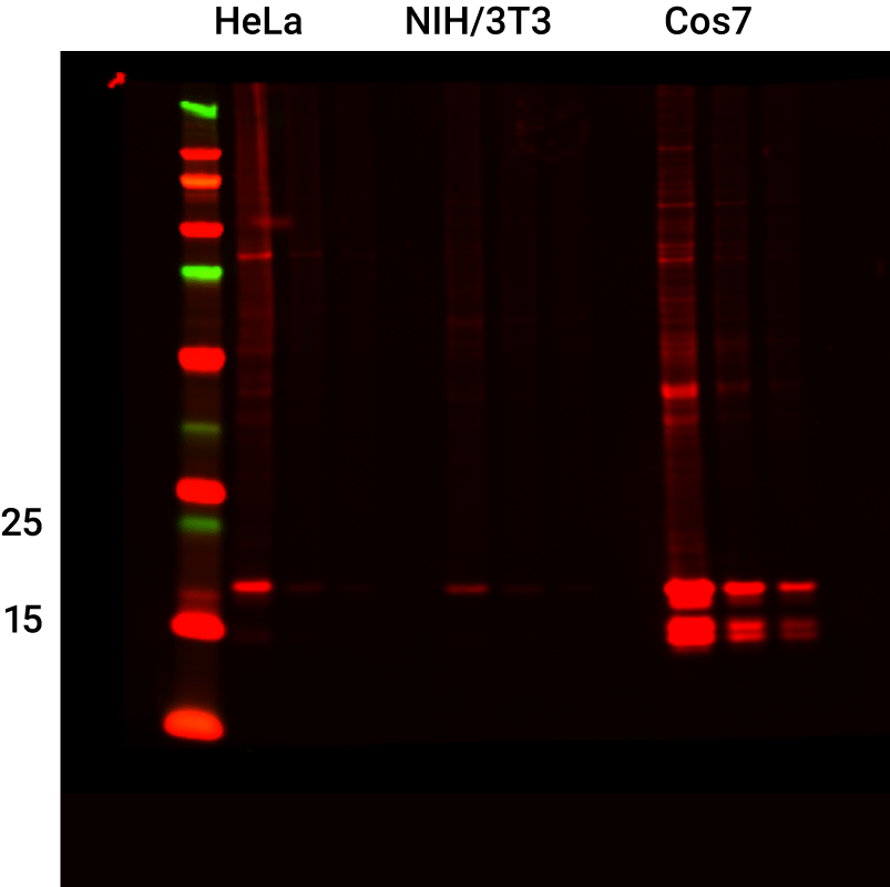 Histone H3 Rabbit Monoclonal Antibody for Normalization