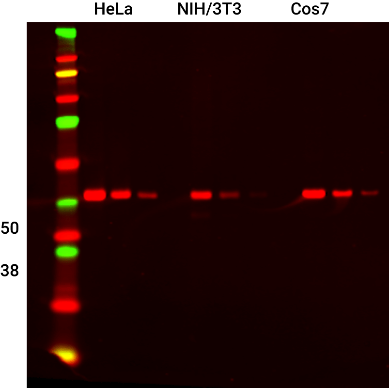 GAPDH Rabbit Monoclonal Antibody for Normalization