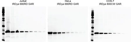 COX IV Rabbit Primary Antibody for Normalization