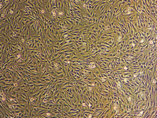 CBM™ Chondrocyte Growth Basal Medium