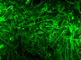 Rat Microglia