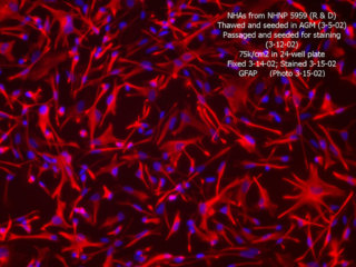 Bovine Brain Microvascular Endothelial Cells