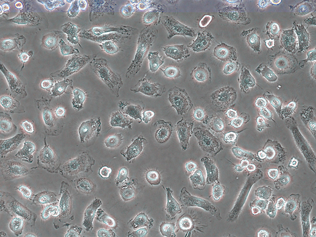 Human Peripheral Blood CD14+ Monocytes, Cryopreserved, Positive Selection, 40 million