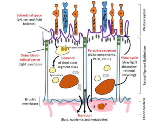 RtEGM™ Retinal Pigment Epithelial Cell Growth Medium BulletKit™