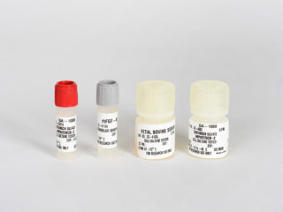 RtEGM™ Retinal Pigment Epithelial Cell Growth Medium BulletKit™