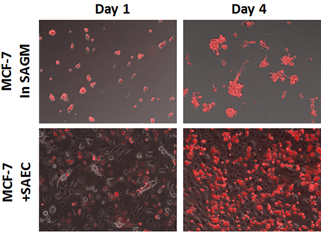 SABM™ Small Airway Epithelial Cell Growth Basal Medium