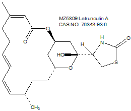 Latrunculin A 红海海绵素A（肌动蛋白聚合抑制剂）细胞骨架研究