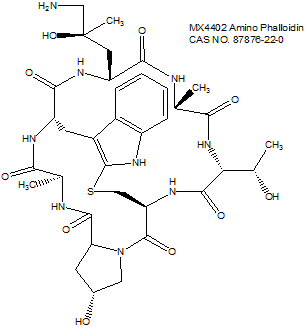 Amino Phalloidin 氨基鬼笔环肽 Actin荧光探针与细胞染色