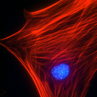 Acti-stain 555 phalloidin 鬼笔环肽橙红色