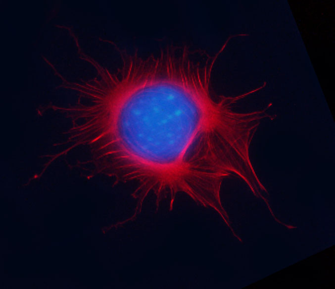 Acti-stain 670 phalloidin 鬼笔环肽红色