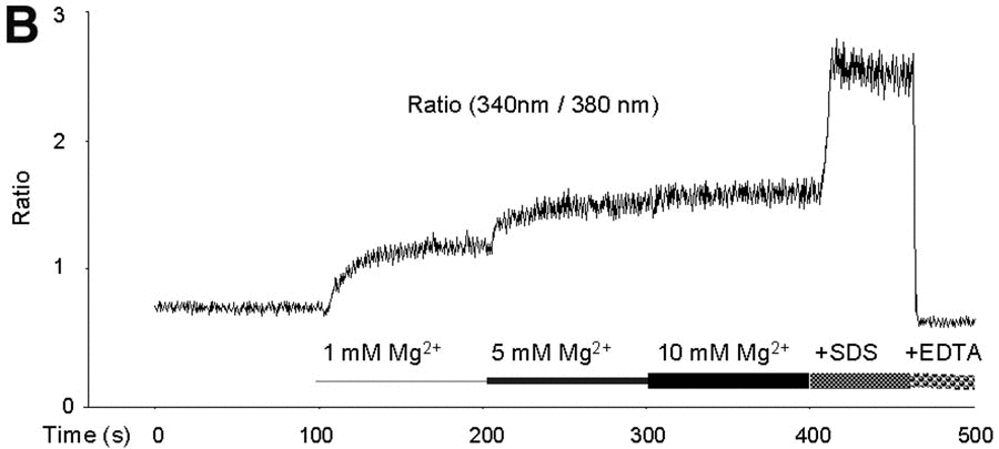 Mag-Fura-2 AM镁离子荧光探针