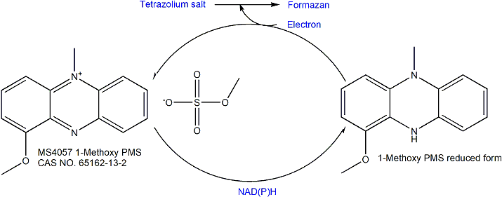 1-Methoxy PMS 电子传递介质