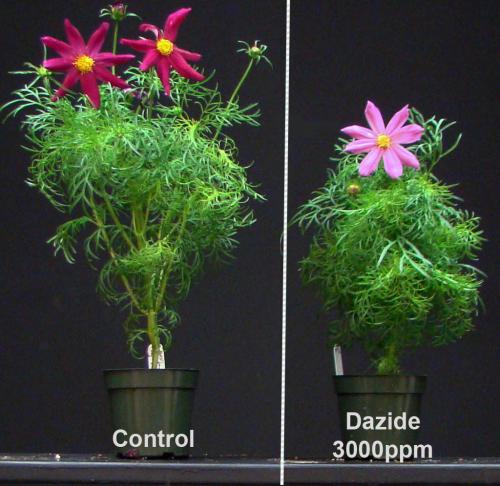 Paclobutrazol 多效唑 植物细胞培养